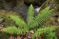 Wild fern near water stream of Licopeti Creek in Malabotta Wood