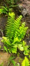 wild fern tree, nature, indonesia, west java Royalty Free Stock Photo