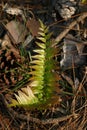 Wild Ferns Royalty Free Stock Photo