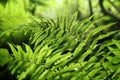 Wild ferns in the forest Royalty Free Stock Photo