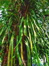 Wild ferns growing on the tropical bog tree photographed low angle Royalty Free Stock Photo