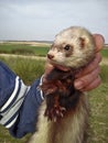 Wild Ferret Royalty Free Stock Photo