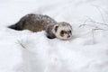 Wild ferret in snow Royalty Free Stock Photo