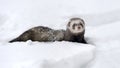 Wild ferret in snow Royalty Free Stock Photo