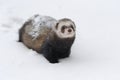 Wild ferret in snow Royalty Free Stock Photo