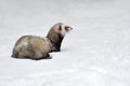 Wild ferret in snow Royalty Free Stock Photo