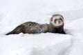 Wild ferret in snow Royalty Free Stock Photo