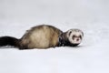 Wild ferret in snow Royalty Free Stock Photo