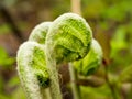 Wild fiddleheads Royalty Free Stock Photo