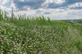 Wild field with camomile against cloudy skies Royalty Free Stock Photo