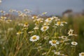 Wild field of daisies with cloudy sky ,and one house in the background ,more daisies ,white daisy close up Royalty Free Stock Photo