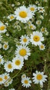 Wild field daisies in full bloom Royalty Free Stock Photo