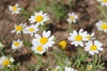 Wild field daisies in the meadow. Natural floral background Royalty Free Stock Photo