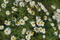 Wild field of daisys flowers, chamomile. Spring, summer day. Concept of seasons, ecology, green planet, Healthy, natural Royalty Free Stock Photo