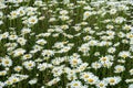 Wild field of daisys flowers in the wind. Summer day. Concept of seasons, ecology, green planet, Healthy, natural green Royalty Free Stock Photo