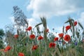 A Wild Field Of Flowers In The Countryside. A Red Poppy Grows And Blooms In A Wheat Field