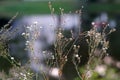 Wild field flowers in the end of summer Royalty Free Stock Photo