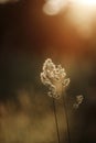 Wild field of grass on sunset, soft sun rays Royalty Free Stock Photo