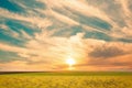 Wild field green grass meadow  frowers on  sunset cloudy sky countryside on evening summer nature landscape Royalty Free Stock Photo