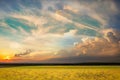 Wild field green grass meadow  frowers on  sunset cloudy sky countryside on evening summer nature landscape Royalty Free Stock Photo