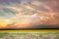 Wild field green grass meadow  frowers on  sunset cloudy sky countryside on evening summer nature landscape Royalty Free Stock Photo