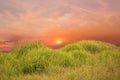 Wild field green grass meadow  frowers on  sunset cloudy sky countryside on evening summer nature landscape Royalty Free Stock Photo