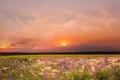 Wild field green grass meadow  frowers on  sunset cloudy sky countryside on evening summer nature landscape Royalty Free Stock Photo