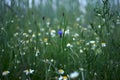 Wild field meadow with purple blue cornflowers Royalty Free Stock Photo