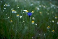 Wild field meadow with purple blue cornflowers Royalty Free Stock Photo