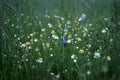 Wild field meadow with purple blue cornflowers Royalty Free Stock Photo