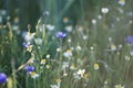 Wild field meadow with purple blue cornflowers Royalty Free Stock Photo