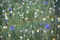 Wild field meadow with purple blue cornflowers Royalty Free Stock Photo