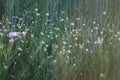 Wild field meadow with purple blue cornflowers Royalty Free Stock Photo