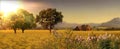 Wild field Nature landscape Meadow of wheat trees ,Lavender  flowers on field sunslight blue sky with white clouds summer banner Royalty Free Stock Photo