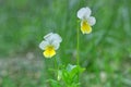 Wild field pansy, England, Europe. Spring blooming white viola arvensis flowers. Pansies in green meadow, sunny day. Dog-violet Royalty Free Stock Photo