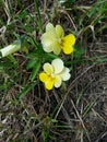 Wild field pansy