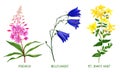 Wild field plants and flowers set, hand drawn watercolor Royalty Free Stock Photo