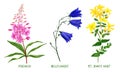 Wild field plants and flowers set, hand drawn Royalty Free Stock Photo