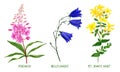 Wild field plants and flowers set, hand drawn watercolor Royalty Free Stock Photo