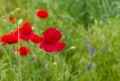 Wild field with red poppies Royalty Free Stock Photo