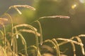 Wild field of summer grass at sunset background with copy space Royalty Free Stock Photo