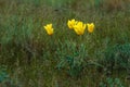 Wild field tulips. Tulipa Kolpokovskiana regel Royalty Free Stock Photo