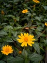 Yellow small flowers bloom in spring