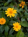 Yellow small flowers bloom in spring