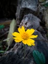 Yellow small flowers bloom in spring with dead wood