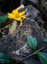 Yellow small flowers bloom in spring with dead wood