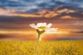 wild field yellow  flowers on pink sunset blue cloudy sky sunset at sea on front daisy flowers Royalty Free Stock Photo