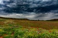 Wild fields with flowers and clouds Royalty Free Stock Photo