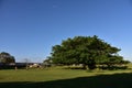 A wild fig tree on a farm Royalty Free Stock Photo