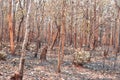 Forest fire burns tropical forests Royalty Free Stock Photo